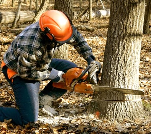 Tree Removal in Groom, TX